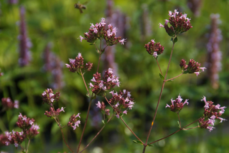 Origanum laevigatum bestellen